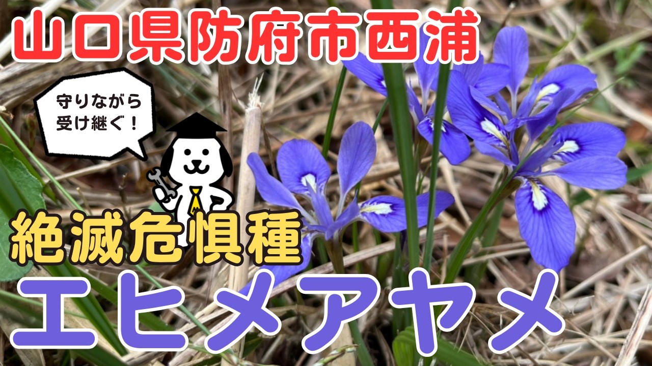 奥能登育ち　紫根　種　40粒＋　絶滅危惧種　染色 防府の魅力】絶滅危惧種が防府にあります♪薄紫色のまるで小さな宝石の