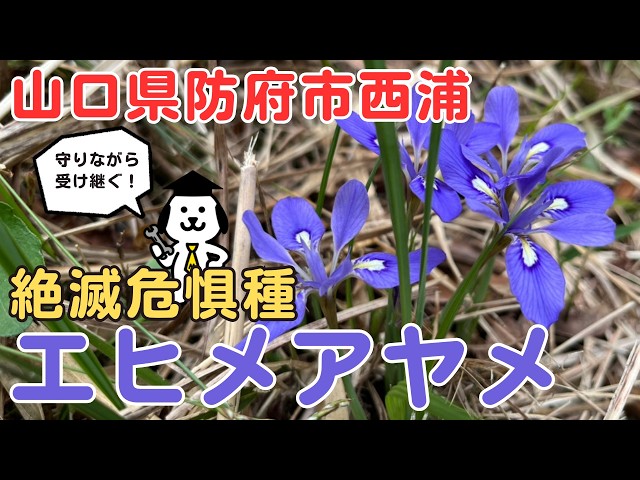 防府の魅力】絶滅危惧種が防府にあります♪薄紫色のまるで小さな宝石の