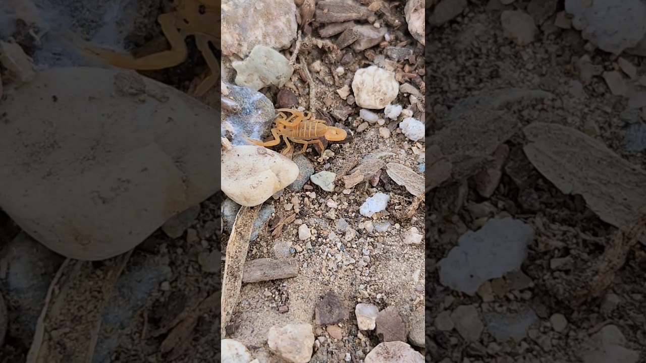 Desert Bark Scorpion Baby - Gotta Be Quick! 