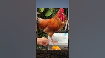 chicken run 🐧 #youtubeshorts #memes #meme #funnyshorts #funny #shortvideo #shorts #short #funnymemes