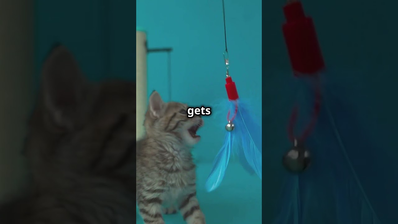 5 Surprising Ways Your Cat Boosts Your Health! 🐾 