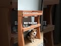 Crafting a Chic Pet Feeding Station from Recycled Wood