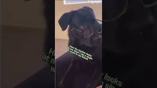 Doggy with glasses #funny #funnypictures #happysummer #meme #funnymemes#funnyclips #comedy#subscribe