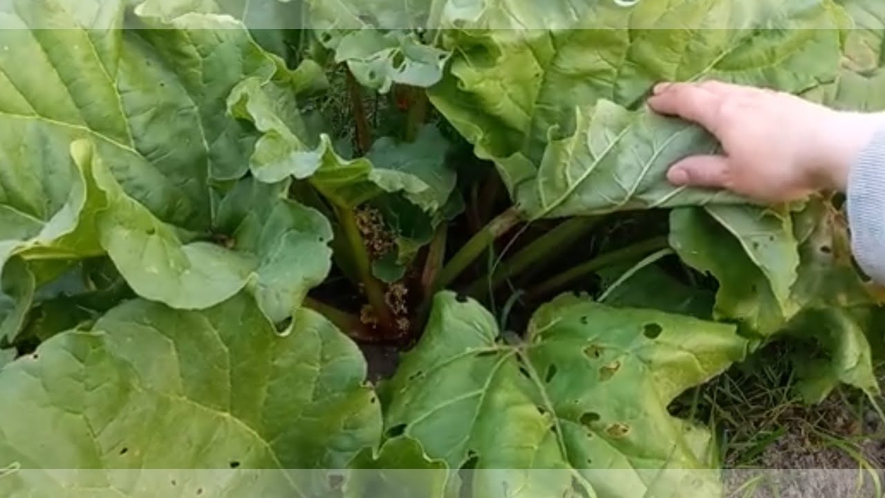 Hoe Oogst je Rabarber, Tot Wanneer Mag je Oogsten? + Een Bloeiende Rabarber