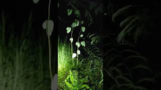 Download Lagu Jembatan bangkung  MP3