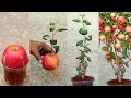 Grow apple tree from apple at home    very unique skill