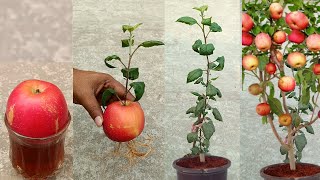 Grow apple tree from apple at home ? -  very unique skill