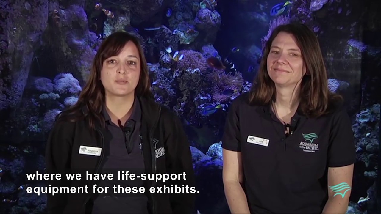 Aquarist: Behind the Scenes (Accessible Preview)