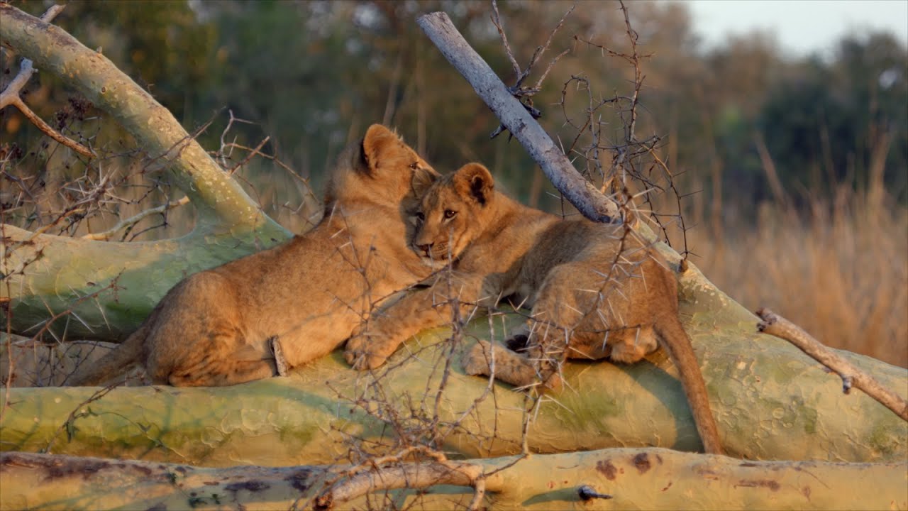 Lions Return to Mozambique's Gorongosa National Park