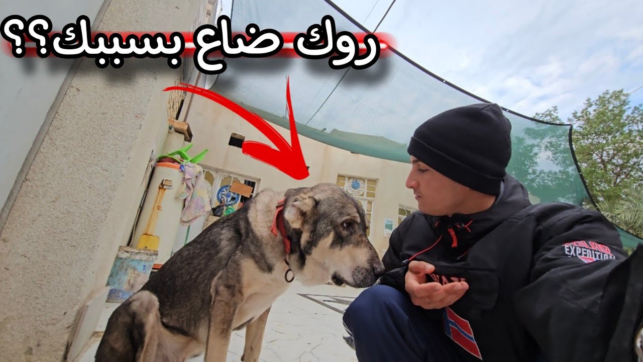 كلبي روك ضاع من البيت !! صدمة عمري 😭