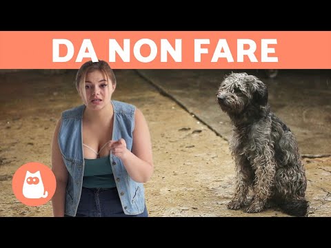 Video: Non fare questi 5 errori di cura del cane