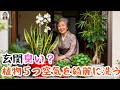 玄関に入った週間臭いをにおう？５つの観葉植物を置いて、空気を綺麗に洗えるし好運ももたらす！｜花子
