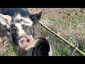 Middle of video