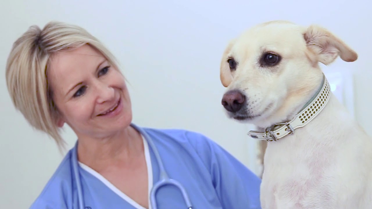 German Veterinary Clinic Pet Transportation YouTube