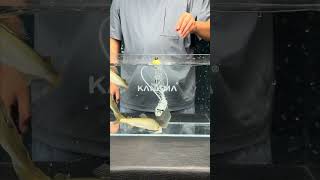 Fully Waterproof Multi‑Function Aerator. Up to 38H per Charge. - Kanama 2-in-1 VersaPump