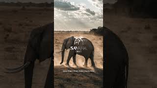 Graphic logo design for SAVANA STORY - Kui Kiu Design 跪求設計 | HK × TW in Nairobi