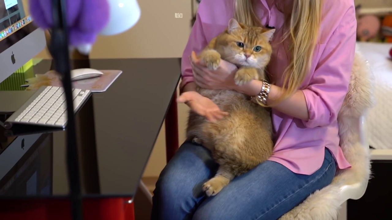 funny cats sleeping in weird positions compilation 2014 funnyplox Interview Hosico