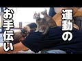 飼い主が運動を始めると背中の上に乗ってくる子猫が可愛い！