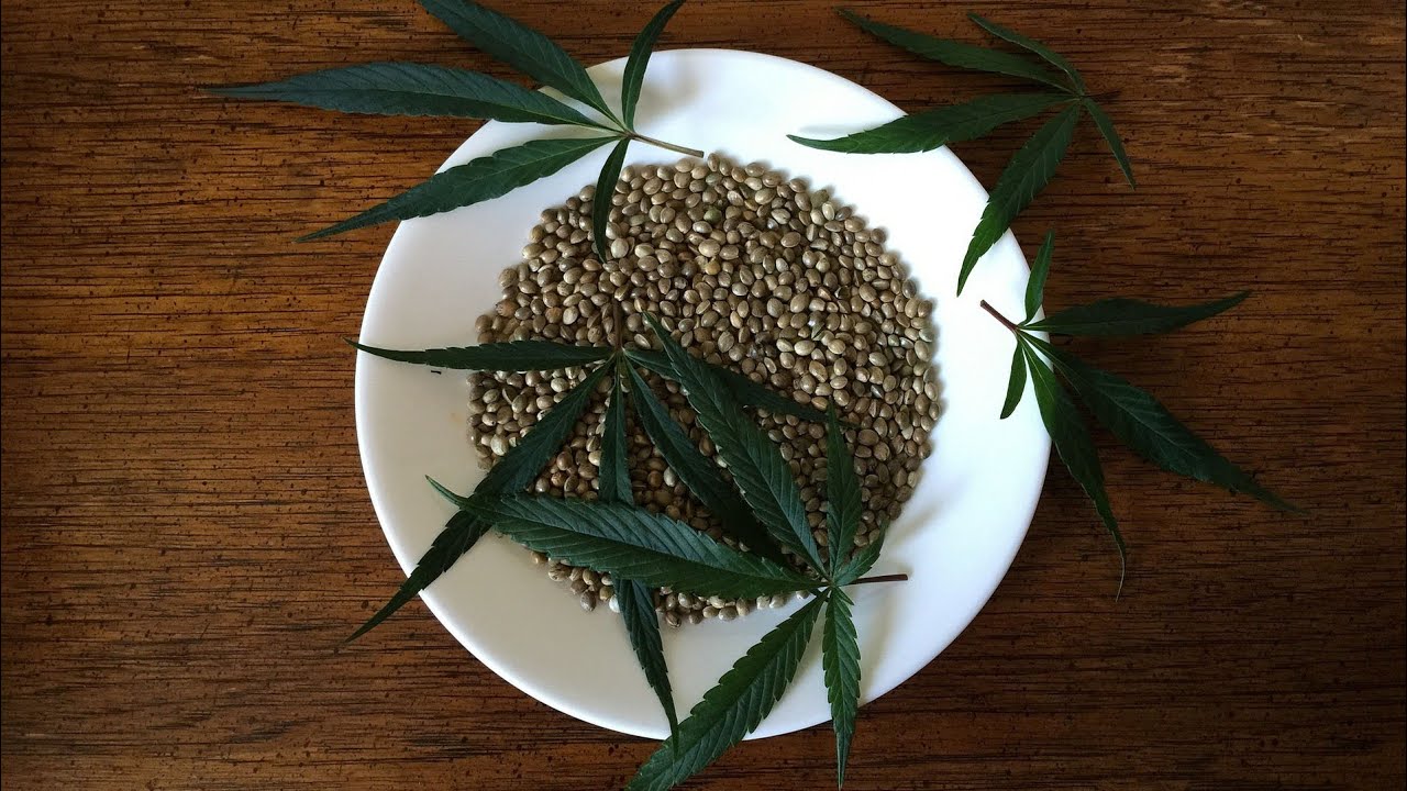 (parte7)Como Fazer Sementes Feminizadas E Falando Um Pouco sobre o assunto.. 🙋‍♀️