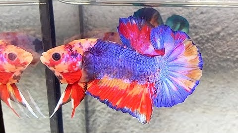 🔥🔥🔥Đợt Cá Mới,26/11/2025, 1 tặng 1,free ship 