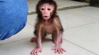 Doesn't want to be hugged or carried, baby monkey Nomi wants to walk on the floor