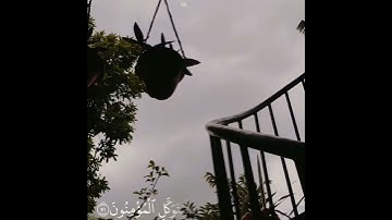 قرآن كريم بصوت شريف مصطفى•حالات واتس اب دينيه قرآن • ستوريات دينيه قرآن الكريم •مقاطع انستقرام قرآن