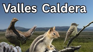 Birding at the Valles Caldera National Preserve in New Mexico