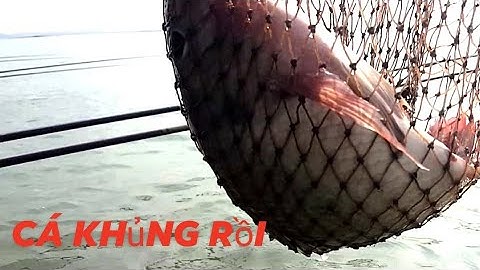 Câu cá tự nhiên hồ dầu tiếng Tây Ninh cùng các đại cao thủ nhiều năm kinh nghiệm @caudaotv7173