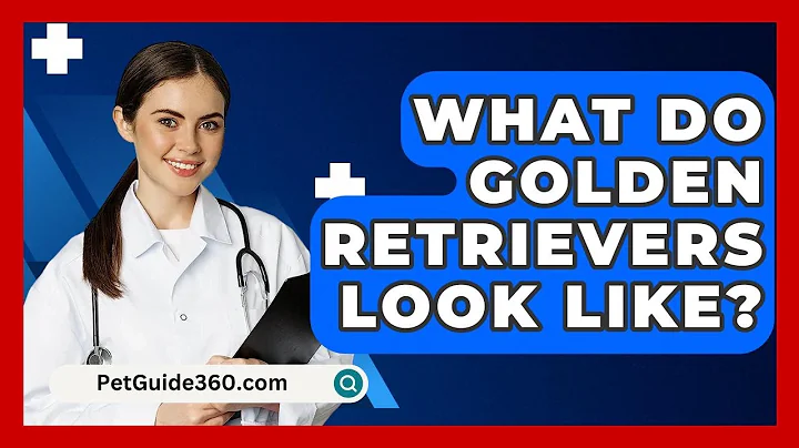 What Do Golden Retrievers Look Like? - PetGuide360.com