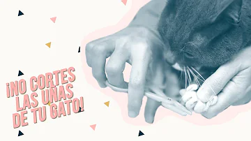 ¿Qué ocurre si no cortas las uñas a tu gato?
