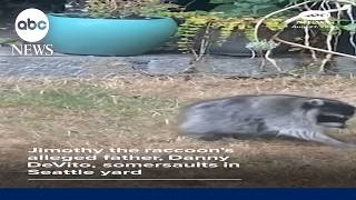 Jimothy the raccoon's alleged father somersaults in Seattle yard