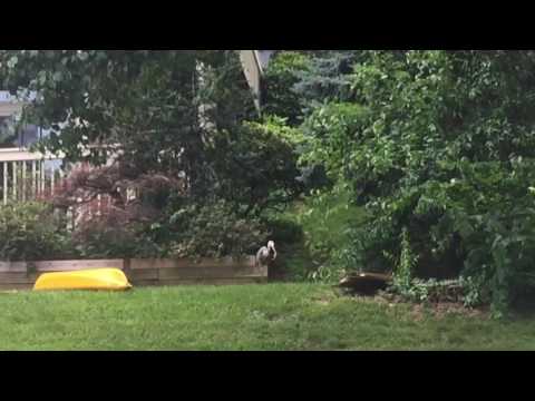 Great Blue Heron Catches And Eats Chipmunk