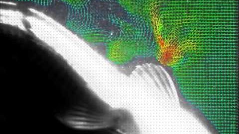 Particle Image Velocimetry - Fish