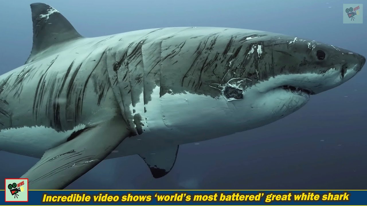 Watch: Mind-blowing Video Shows 'World's Most Battered' Great White Shark