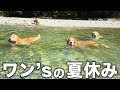 ジョイ家と夏休み最後の川遊びに行ってきた
