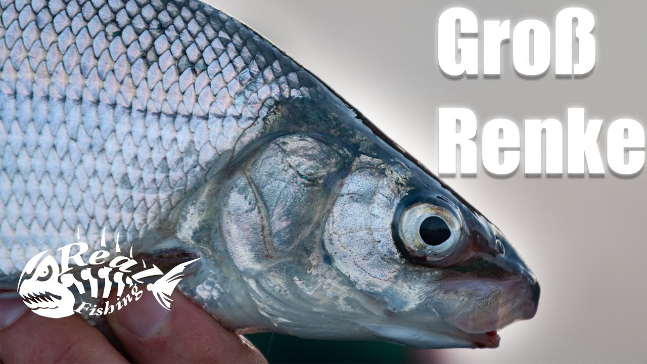 Auf GROßRENKE und HECHT// Mit PROFIGUIDE Michael Bierbaumer am ATTERSEE Pt.2