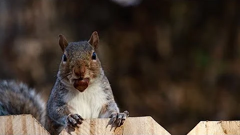 What does a lot of acorns mean for winter?