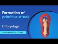 How is the primitive streak formed | Best 3D Medical Learning App | MediMagic