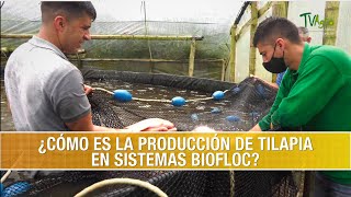 Como es la Produccion de Tilapia en los Sistemas Biofloc- TvAgro por Juan Gonzalo Angel Restrepo