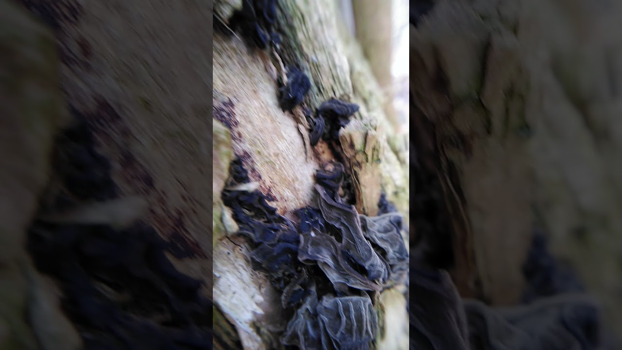 Uszaki i trujące grzyby zimowe