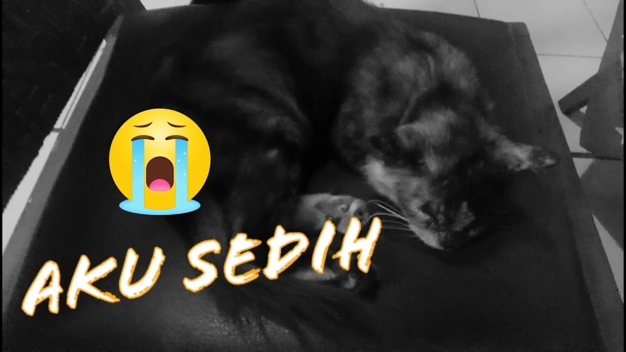 Si Kucing galau 