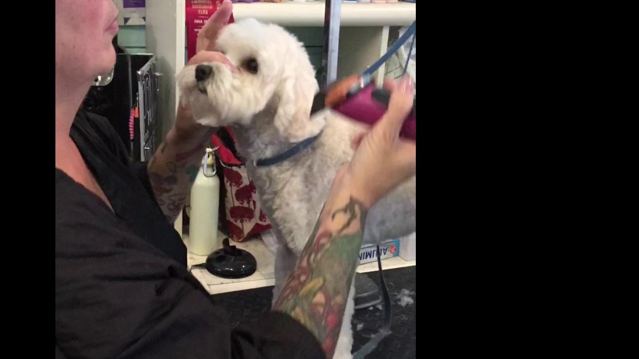Backstage at Fluff Dog Grooming - YouTube