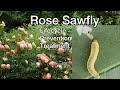 How to treat rose sawfly infestation. Helpful TIPS!