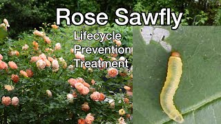 How to treat rose sawfly infestation. Helpful TIPS!