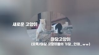 [#788] 오랜만에 마당냥들을 힘들게하는 새로운 고양이가 나타났다.