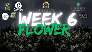 WEEK 6 FLOWER | SQUARE 1 GENETICS | INHOUSE GENETICS | ATLAS SEEDS | AUTOPOTS | ATHENA | FCE-8000