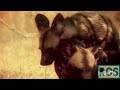 African Wild Dog Mating 