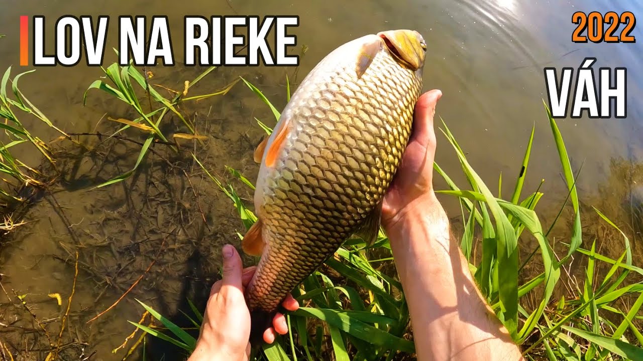 Lov rýb na rieke Váh na Boilies a Pelety 2022 🤗 Rybárske Videá s Demexom 🐋 Sportcarp