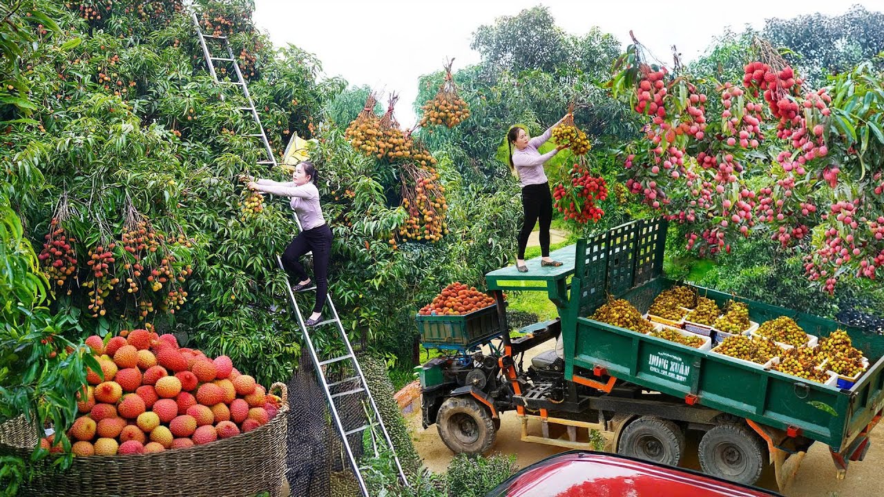 Harvest Lychee From Fruit-Laden Trees, Use Truck Transport 1000+ Lychees Go to Market Sell