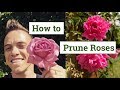 How to Prune Roses: the Beginners Guide